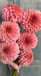 KA’s ® Coral Sea