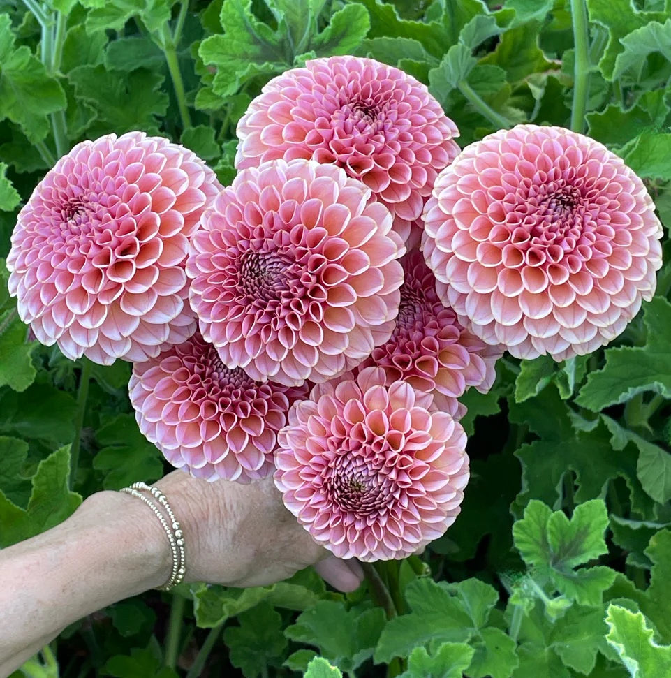KA’s ® Boho Rose