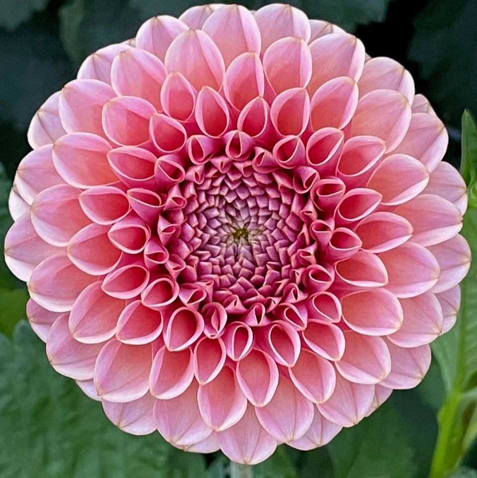 KA’s ® Boho Rose