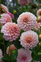 RM Peachy Pink