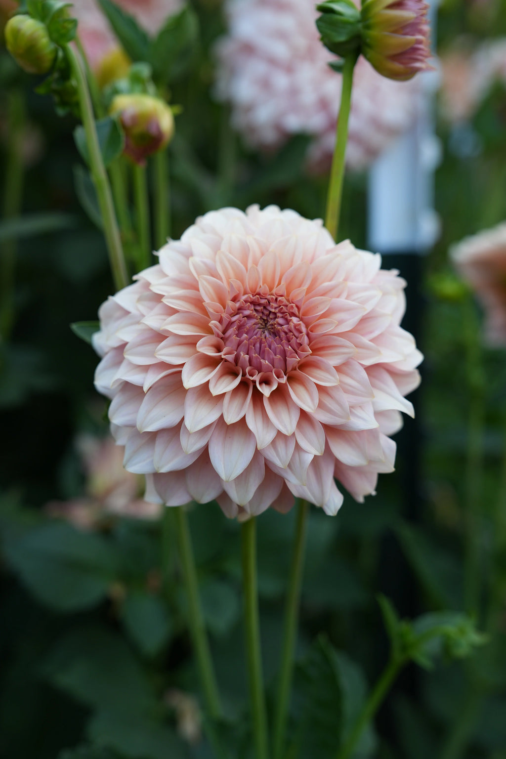 RM Peachy Pink